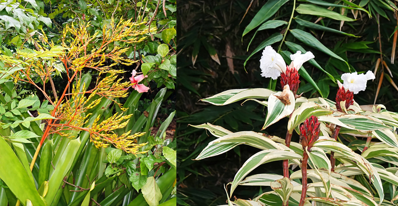 Darwin Botanic Gardens