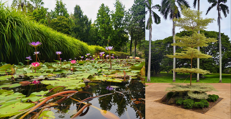 Darwin Botanic Gardens