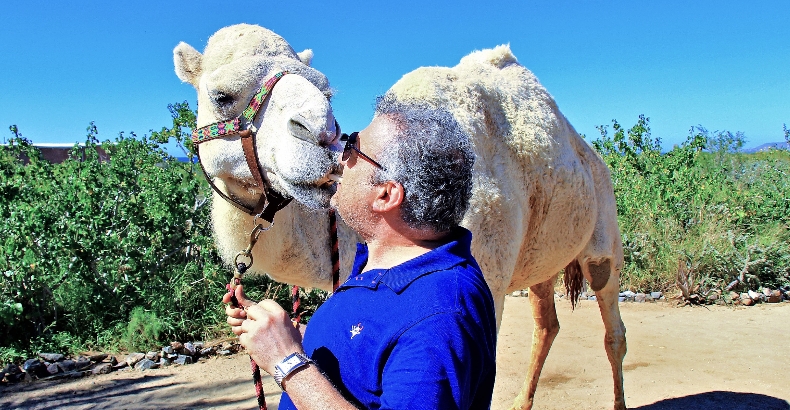 Camels in Cabo