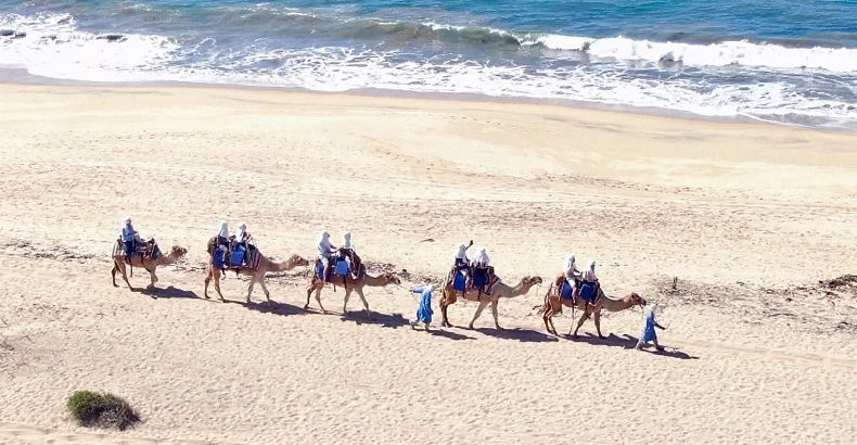 Camels in Cabo