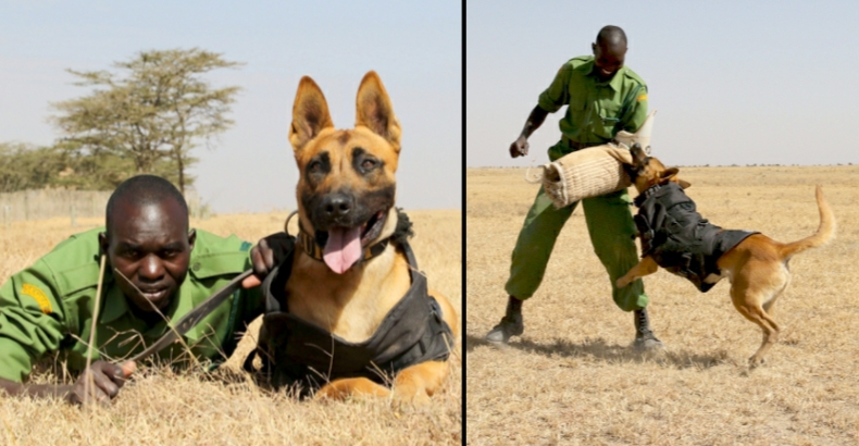 Doggy Armour